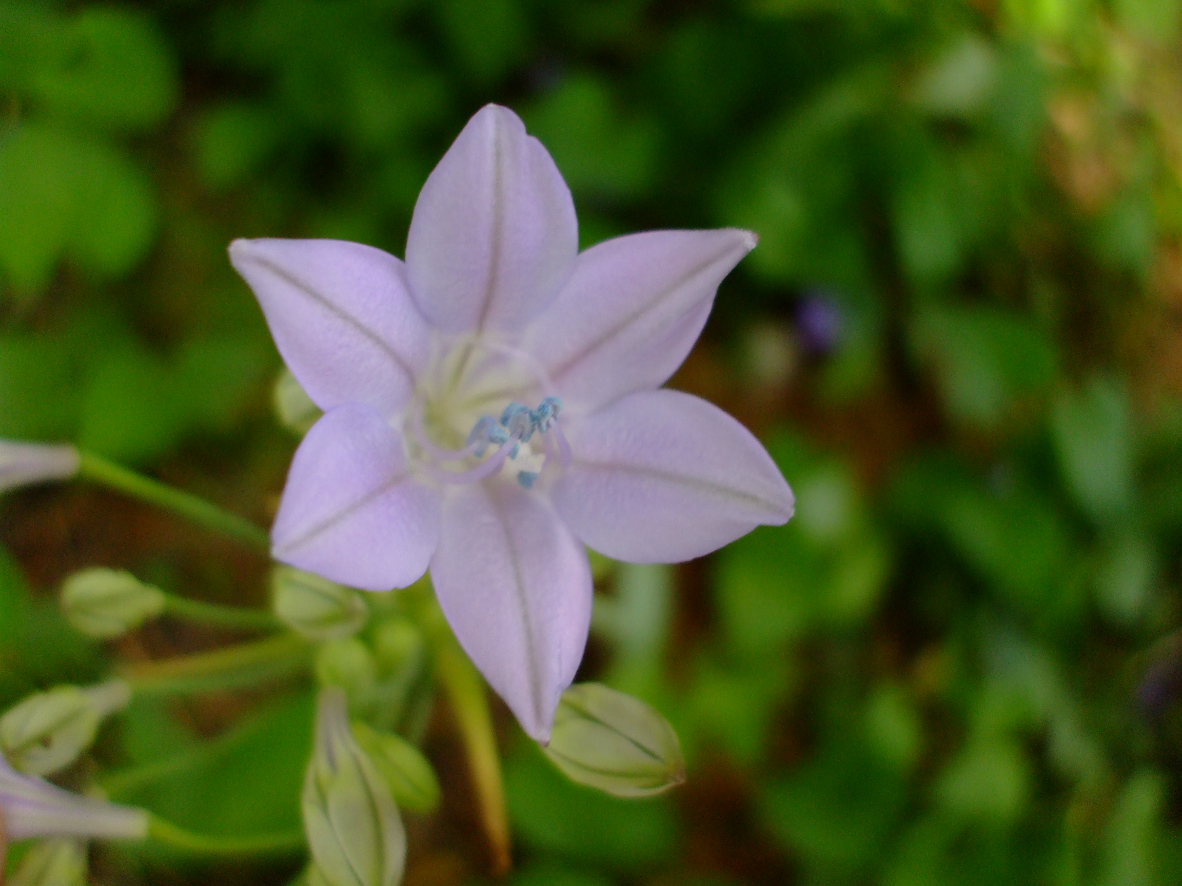 Triteleia laxa
